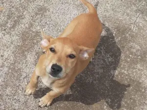 Cachorro raça SRD-ViraLata idade 2 a 6 meses nome Molli