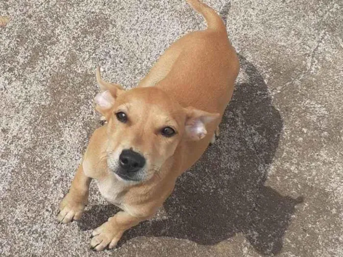 Cachorro ra a SRD-ViraLata idade 2 a 6 meses nome Molli