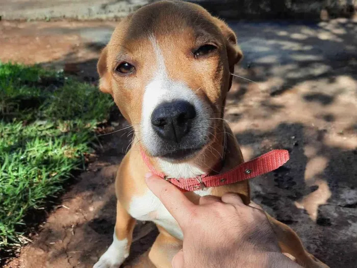 Cachorro ra a Não definido  idade 7 a 11 meses nome Lesse 