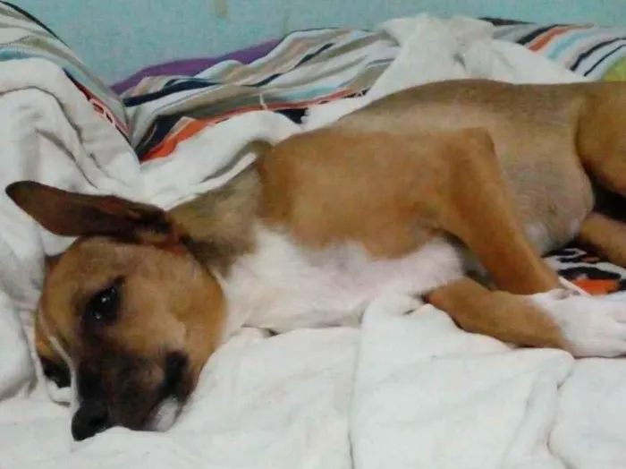 Cachorro ra a SRD idade 2 a 6 meses nome Bruninha 
