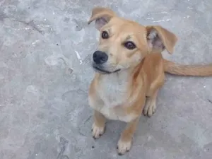 Cachorro raça SRD-ViraLata idade 7 a 11 meses nome Caiber