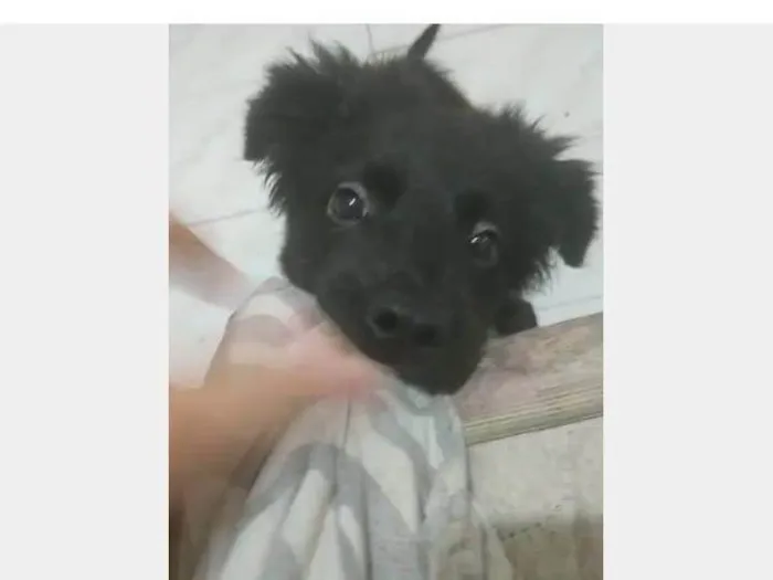 Cachorro ra a SRD-ViraLata idade 2 a 6 meses nome Yosh