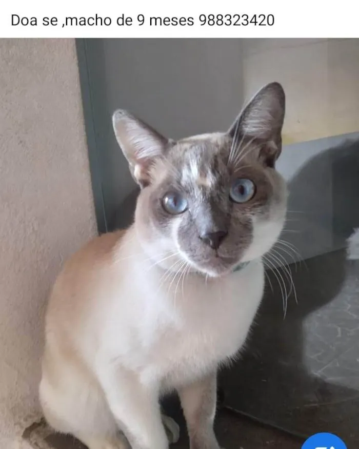 Gato ra a SRD-ViraLata idade 7 a 11 meses nome Mingal 