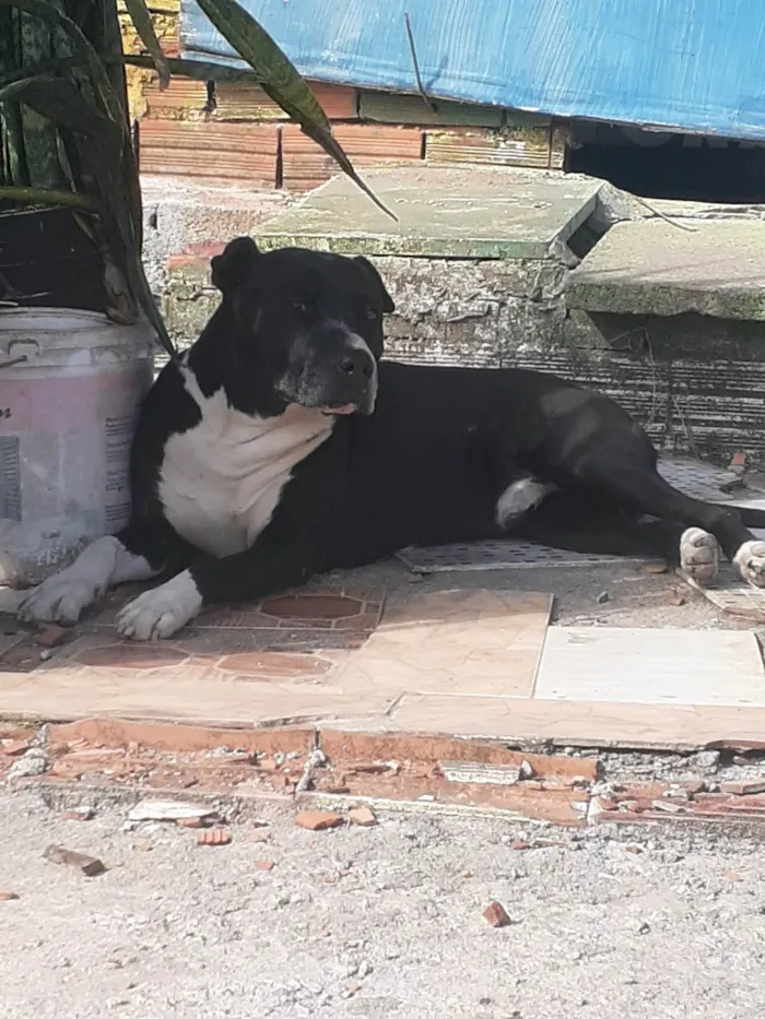 Cachorro ra a Pit-Bull idade 4 anos nome Sultão 