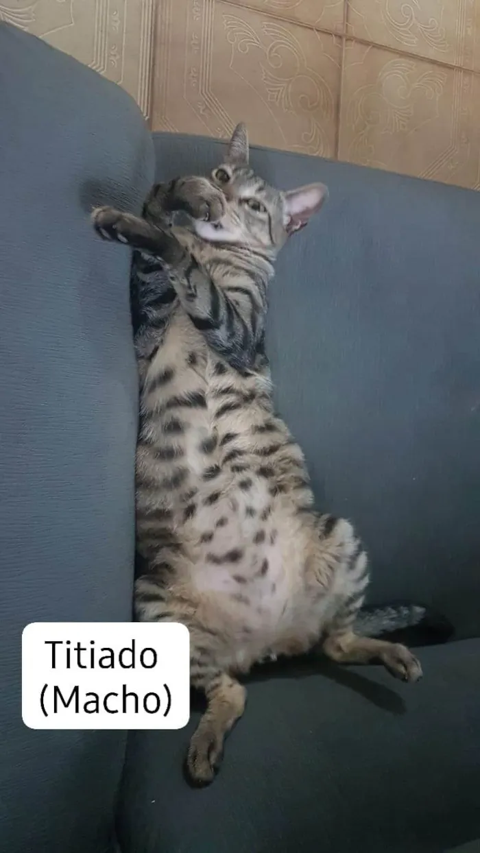 Gato ra a srd idade 3 anos nome Titiado (Macho), Branco Lindo (Macho), De Boa (Fêmea)