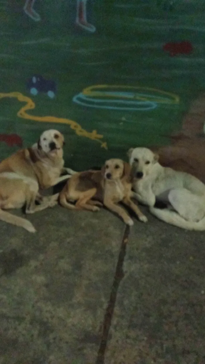 Cachorro ra a SRD-ViraLata idade 2 a 6 meses nome Lica