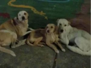 Cachorro raça SRD-ViraLata idade 2 a 6 meses nome Lica