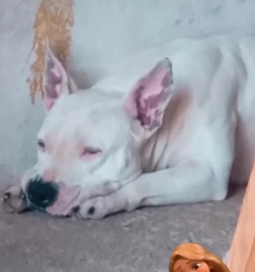 Cachorro ra a American Bully idade 5 anos nome Kessia 