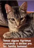 Filhotes 