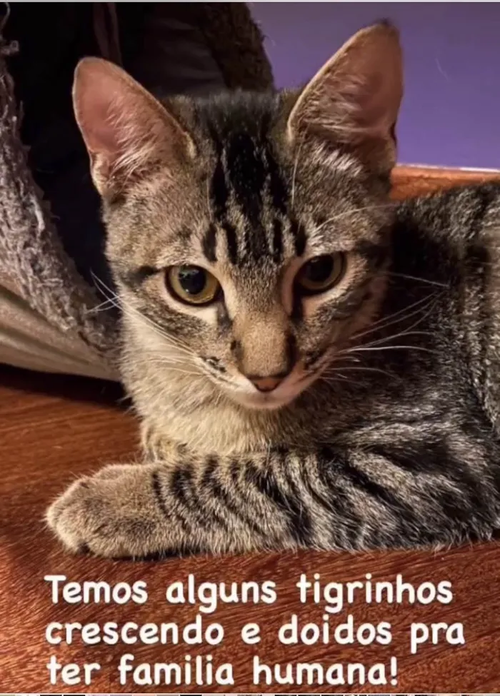 Gato ra a SRD-ViraLata idade 2 a 6 meses nome Filhotes 