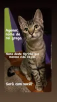 Filhotes 