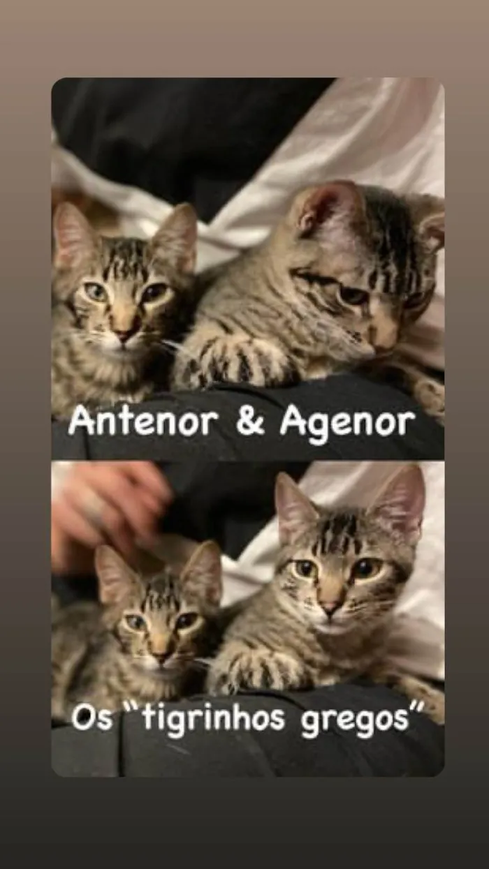 Gato ra a SRD-ViraLata idade 2 a 6 meses nome Filhotes 