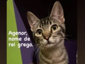 Gato raça SRD-ViraLata idade 2 a 6 meses nome Filhotes 