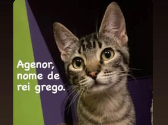 Gato ra a SRD-ViraLata idade 2 a 6 meses nome Filhotes 