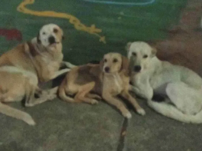 Cachorro ra a SRD-ViraLata idade 2 a 6 meses nome Lica