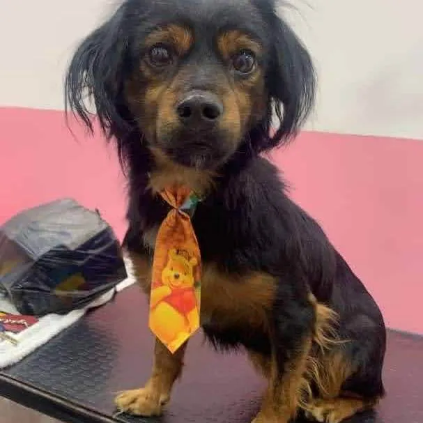Cachorro ra a SRD-ViraLata idade 1 ano nome Jazz