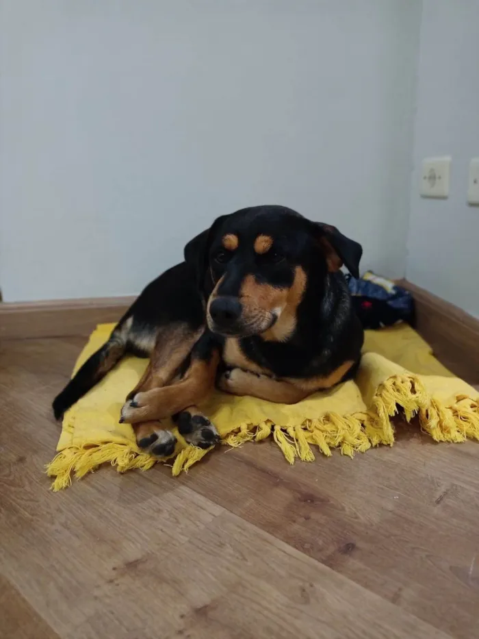 Cachorro ra a SRD-ViraLata idade 7 a 11 meses nome Rodolfo