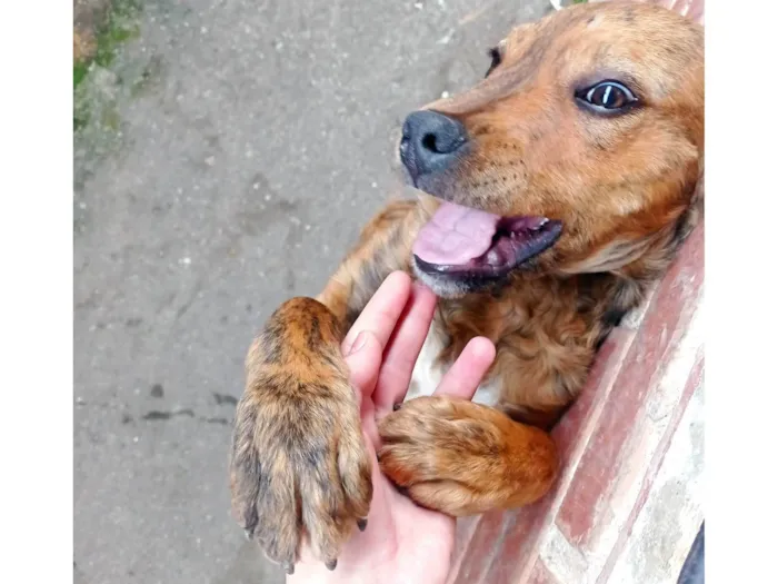 Cachorro ra a SRD-ViraLata idade 7 a 11 meses nome Kadu 