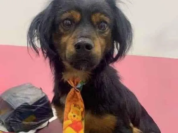 Cachorro ra a SRD-ViraLata idade 1 ano nome Jazz