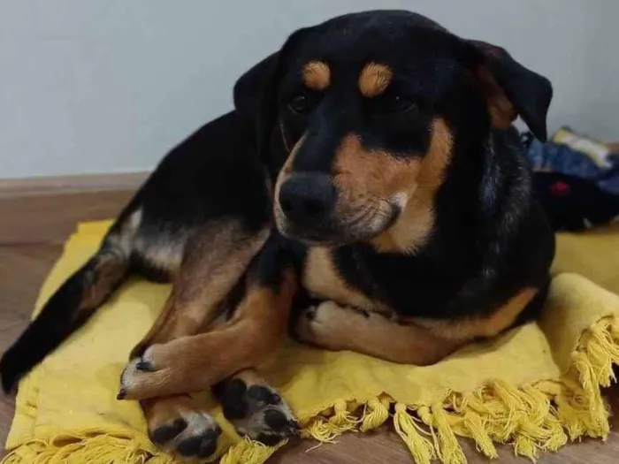 Cachorro ra a SRD-ViraLata idade 7 a 11 meses nome Rodolfo