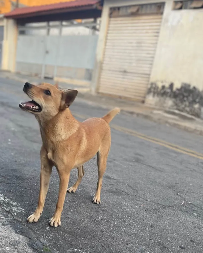 Cachorro ra a SRD-ViraLata idade 1 ano nome Mel 