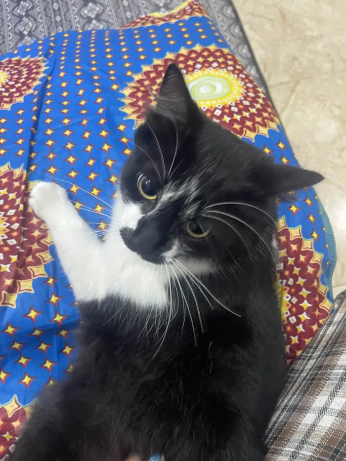 Gato ra a SRD-ViraLata idade 7 a 11 meses nome Frajola