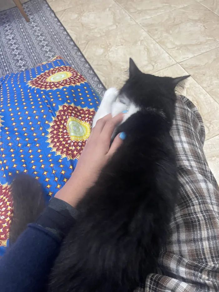 Gato ra a SRD-ViraLata idade 7 a 11 meses nome Frajola