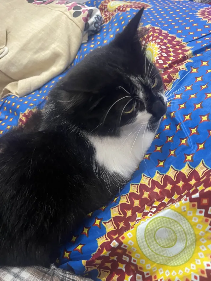 Gato ra a SRD-ViraLata idade 7 a 11 meses nome Frajola