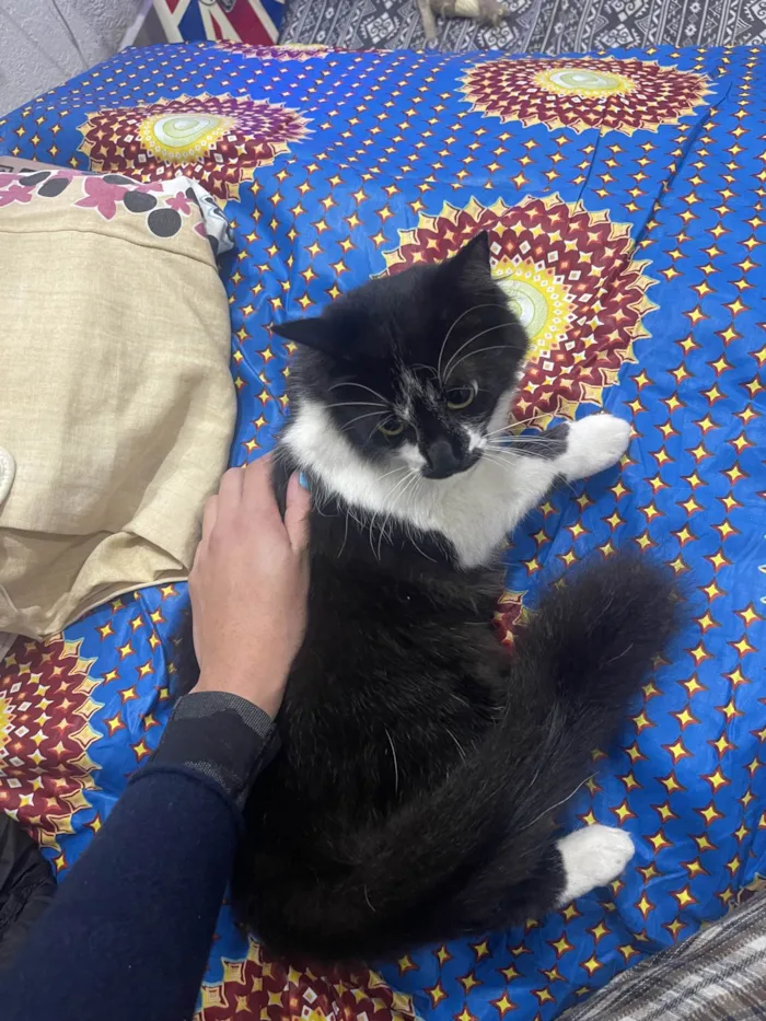 Gato ra a SRD-ViraLata idade 7 a 11 meses nome Frajola