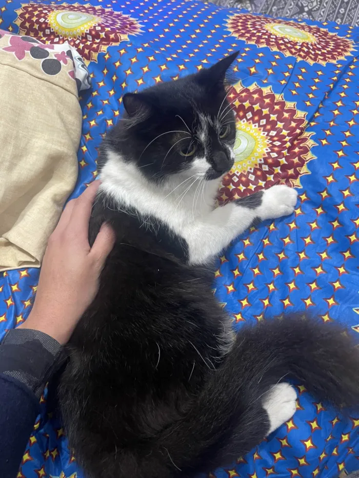 Gato ra a SRD-ViraLata idade 7 a 11 meses nome Frajola