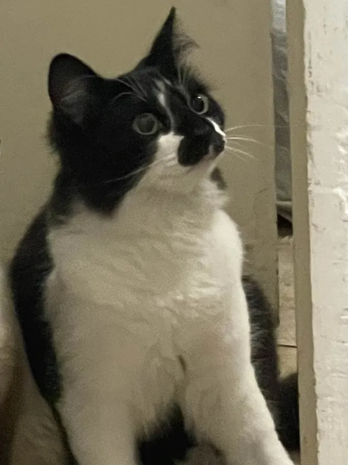 Gato ra a SRD-ViraLata idade 7 a 11 meses nome Frajola