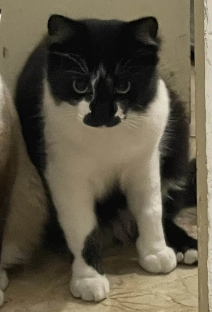 Gato ra a SRD-ViraLata idade 7 a 11 meses nome Frajola