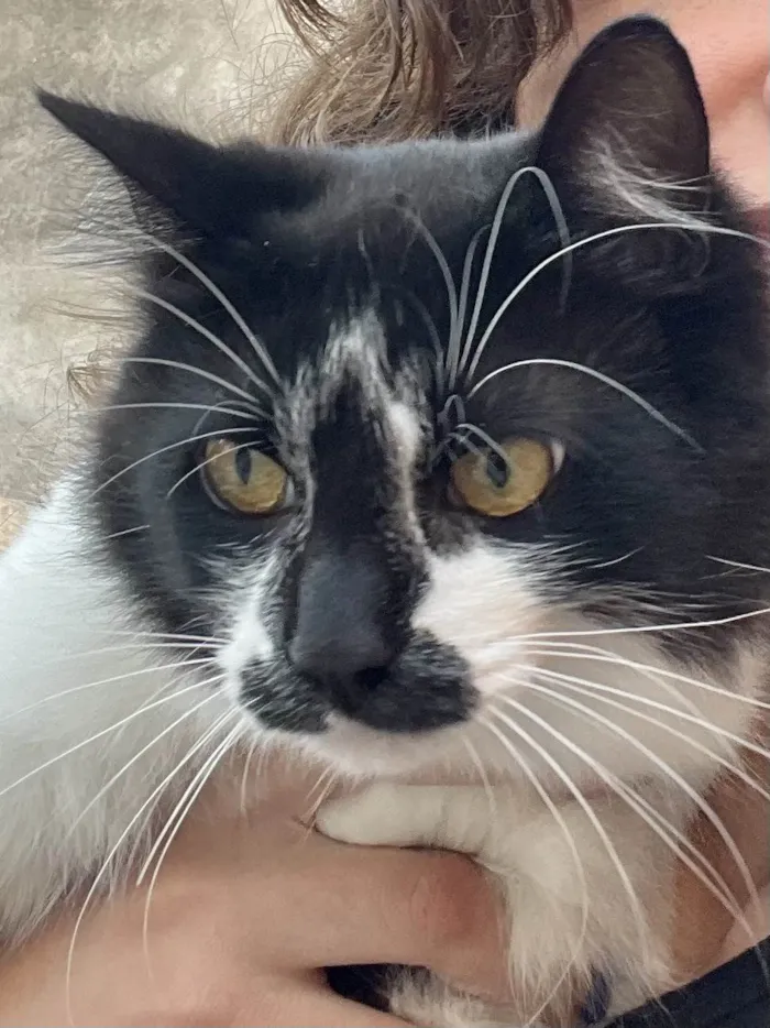 Gato ra a SRD-ViraLata idade 7 a 11 meses nome Frajola