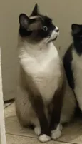 Frutinha