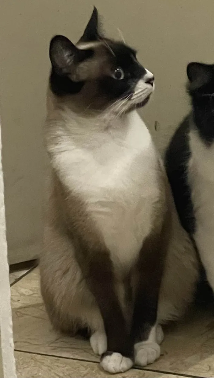 Gato ra a SRD-ViraLata idade 2 anos nome Frutinha