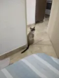 Frutinha