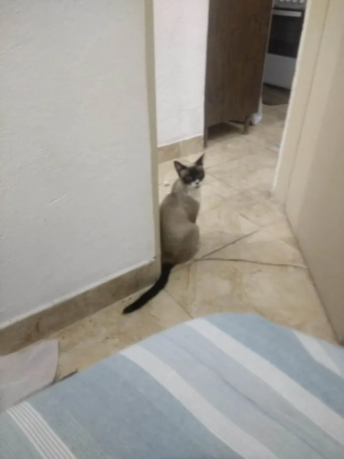 Gato ra a SRD-ViraLata idade 2 anos nome Frutinha