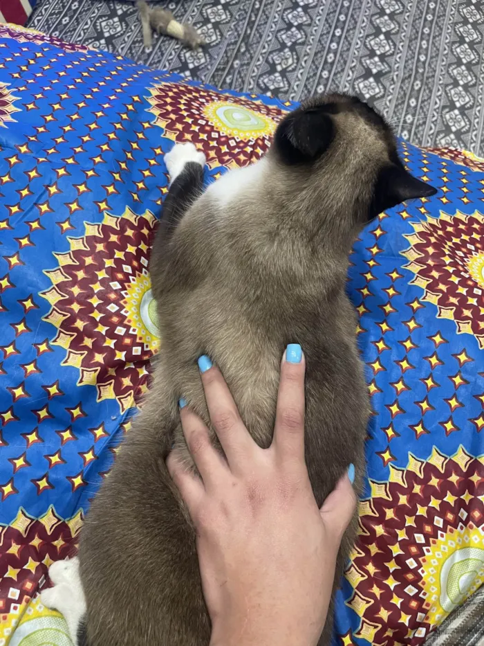 Gato ra a SRD-ViraLata idade 2 anos nome Frutinha