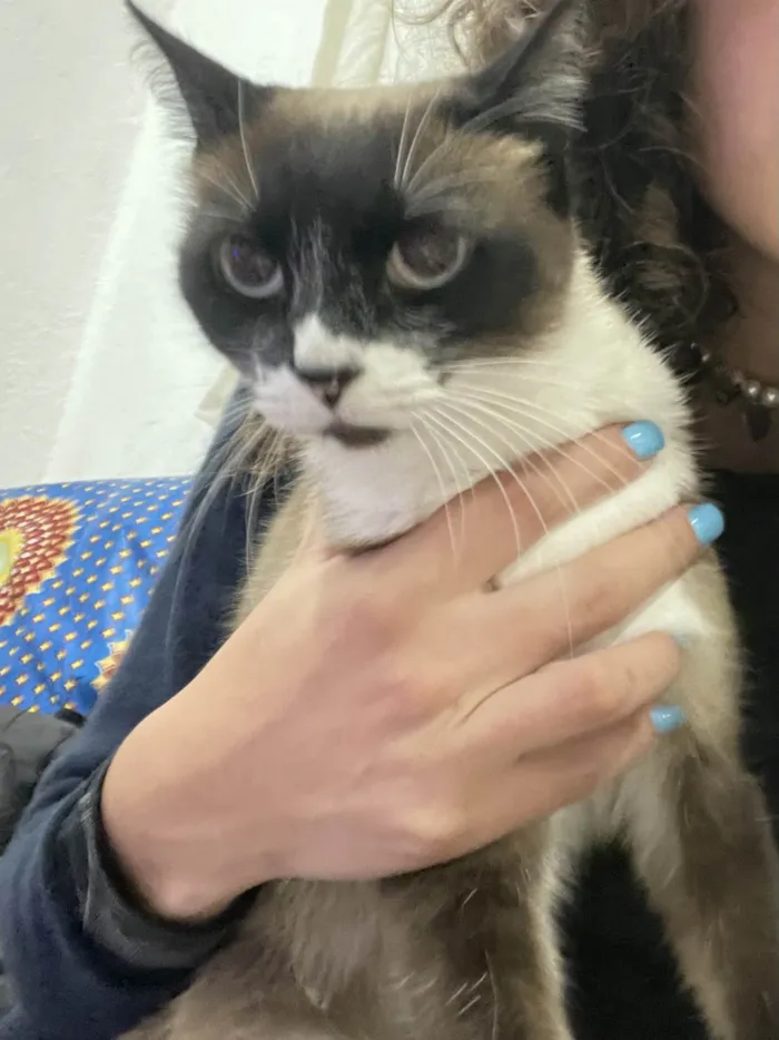 Gato ra a SRD-ViraLata idade 2 anos nome Frutinha