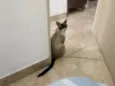Frutinha