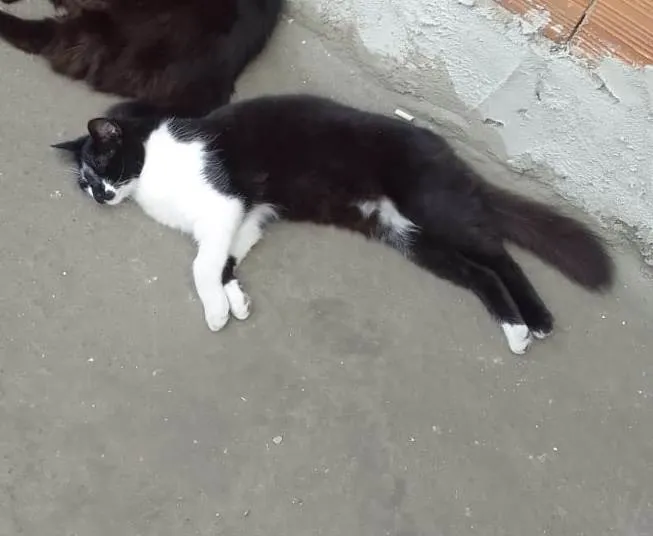 Gato ra a SRD-ViraLata idade 7 a 11 meses nome Frajola