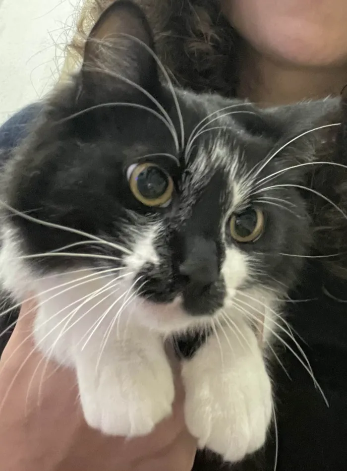 Gato ra a SRD-ViraLata idade 7 a 11 meses nome Frajola