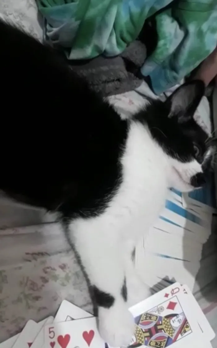 Gato ra a SRD-ViraLata idade 7 a 11 meses nome Frajola