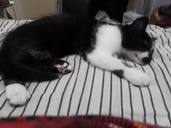 Gato ra a SRD-ViraLata idade 7 a 11 meses nome Frajola