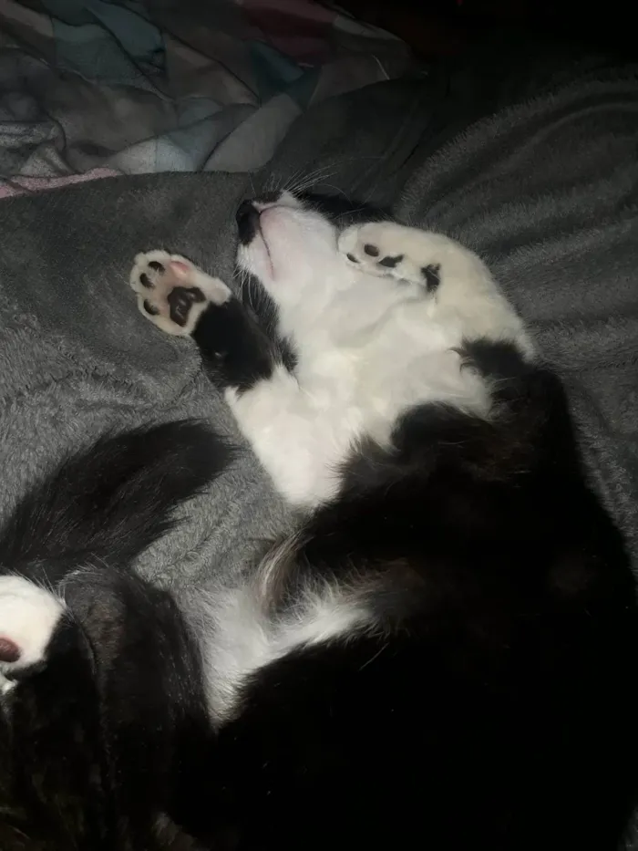 Gato ra a SRD-ViraLata idade 7 a 11 meses nome Frajola