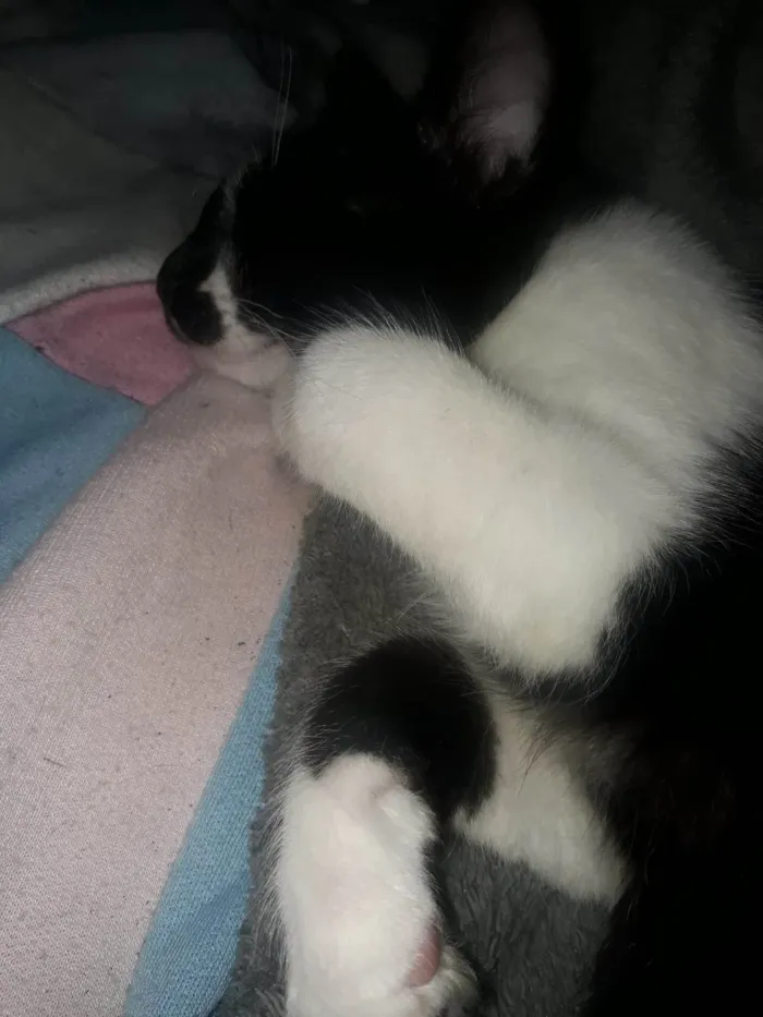 Gato ra a SRD-ViraLata idade 7 a 11 meses nome Frajola