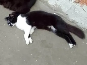 Gato raça SRD-ViraLata idade 7 a 11 meses nome Frajola