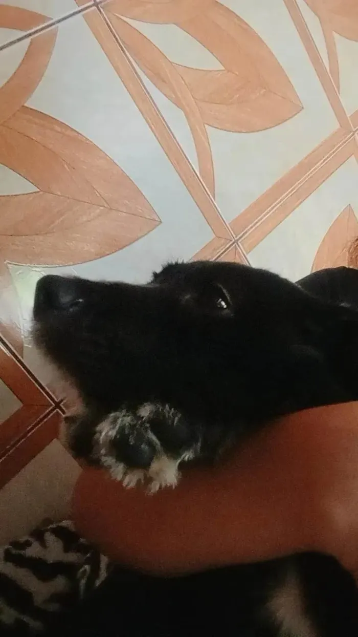 Cachorro ra a SRD-ViraLata idade 2 a 6 meses nome skunk