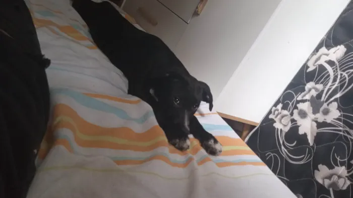 Cachorro ra a SRD-ViraLata idade 2 a 6 meses nome skunk