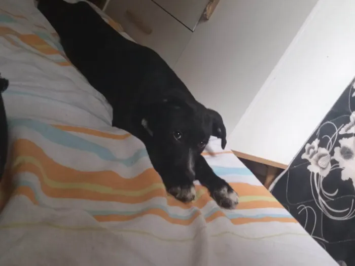 Cachorro ra a SRD-ViraLata idade 2 a 6 meses nome skunk